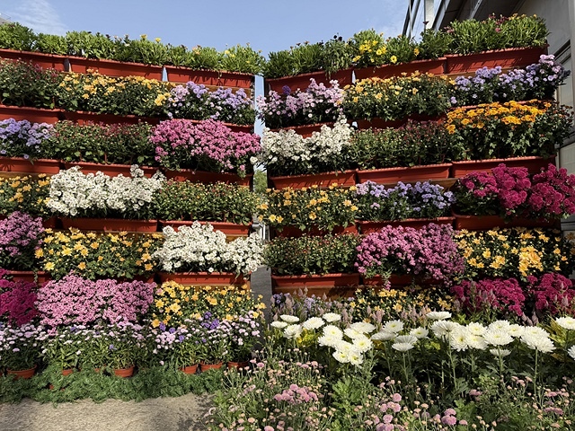 2025士林官邸菊展、主題:藝菊圓夢,活動日期:2025/1 2025士林官邸菊展、主題:藝菊圓夢,活動日期:2025/1