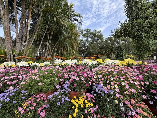 2025士林官邸菊展、主題:藝菊圓夢,活動日期:2025/1 2025士林官邸菊展、主題:藝菊圓夢,活動日期:2025/1