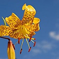 250px-Lily_Lilium_%27Citronella%27_Flower_2578px[1].jpg