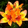 Lilium_bulbiferum_mg-k[1].jpg