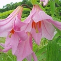 Lilium_rubellum[1].jpg