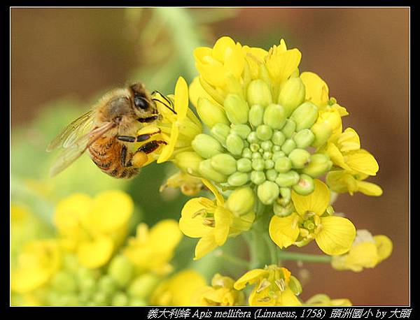 義大利蜂  Apis mellifera (Linnaeus, 1758)  