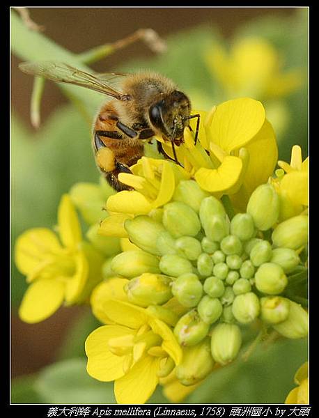 義大利蜂  Apis mellifera (Linnaeus, 1758)  