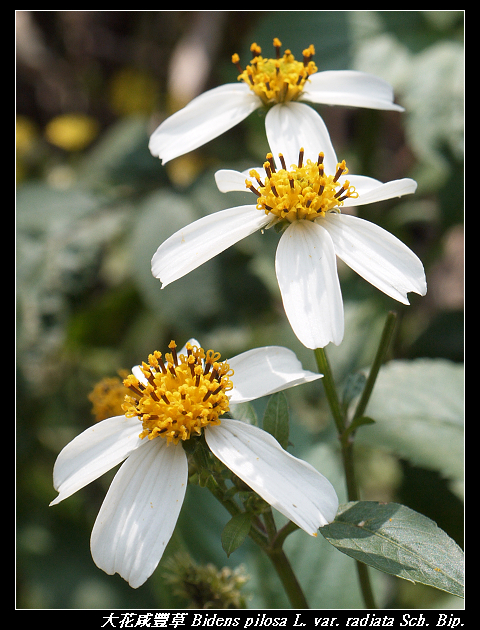 大花咸豐草 Bidens pilosa L. var. radiata Sch. Bip.