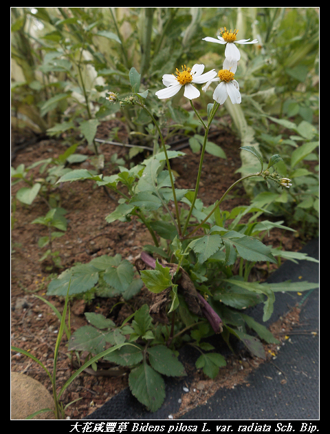 大花咸豐草 Bidens pilosa L. var. radiata Sch. Bip.