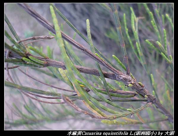 木麻黃Casuarina equisetifolia L.