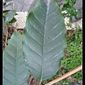 小果咖啡 Coffea arabica