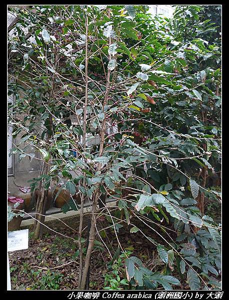 小果咖啡 Coffea arabica