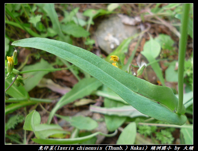 兔仔菜 Ixeris chinensis   (Thunb.) Nakai, 1920