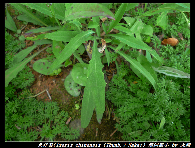 兔仔菜 Ixeris chinensis   (Thunb.) Nakai, 1920