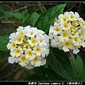 馬櫻丹 Lantana camara   L., 1753 