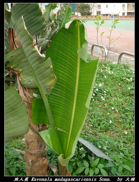 旅人蕉 Ravenala madagascariensis Sonn.