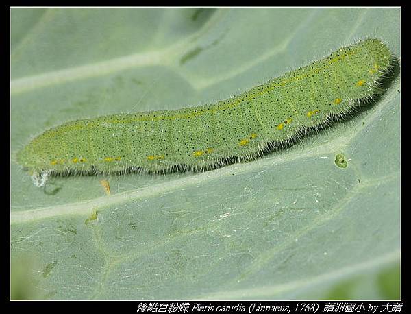 緣點白粉蝶 Pieris canidia (Linnaeus, 1768)  (臺灣紋白蝶)