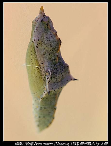 緣點白粉蝶 Pieris canidia (Linnaeus, 1768)  (臺灣紋白蝶)