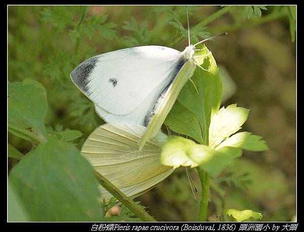 白粉蝶(紋白蝶) Pieris rapae crucivora (Boisduval, 1836) 