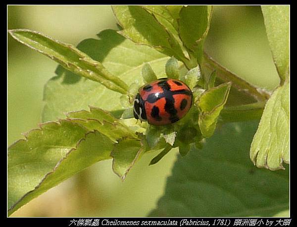 六條瓢蟲 Cheilomenes sexmaculata (Fabricius, 1781 ) 