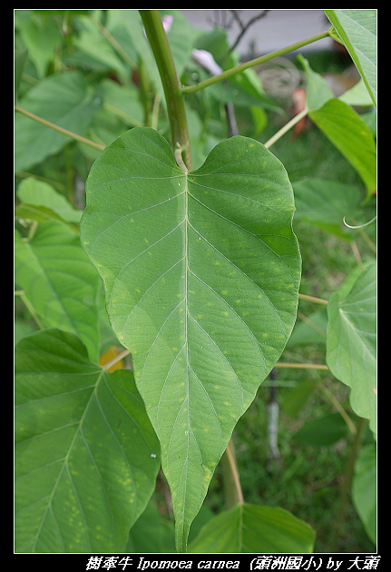 樹牽牛 Ipomoea carnea  Jacq. subsp. fistulosa (Mart. ex Choisy) D. Austin 1977 