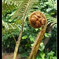 筆筒樹 Cyathea lepifera (J. Sm.) Copel.