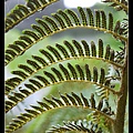 筆筒樹 Cyathea lepifera (J. Sm.) Copel.