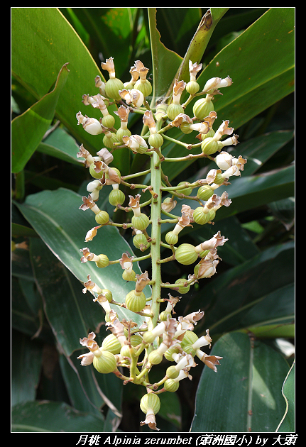 月桃 Alpinia zerumbet   (Persoon) B. L. Burtt & R. M. Smith, 1972