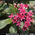 繁星花 Pentas lanceolata (Forsk.) Schum.