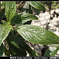 繁星花 Pentas lanceolata (Forsk.) Schum.