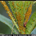 夾竹桃蚜 Aphis nerii   Boyer de Fonscolombe, 1841