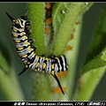 金斑蝶 Danaus chrysippus (Linnaeus, 1758) 