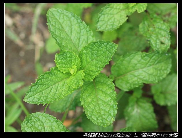 香蜂草 Melissa officinalis L.