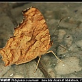 黃鉤蛺蝶 Polygonia c-aureum   lunulata Esaki & Nakahara, 1923