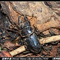 扁鍬形蟲 Dorcus titanus sika (Kriesche,1920)