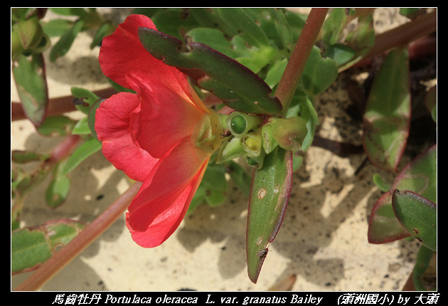 馬齒牡丹 Portulaca oleracea  L. var. granatus Bailey