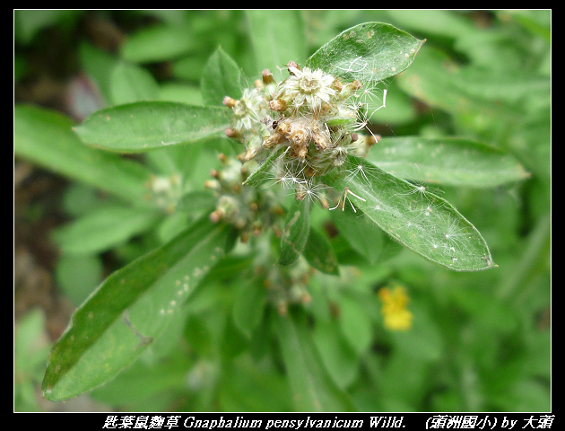 匙葉鼠麴草 Gnaphalium pensylvanicum Willd.