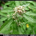 匙葉鼠麴草 Gnaphalium pensylvanicum Willd.