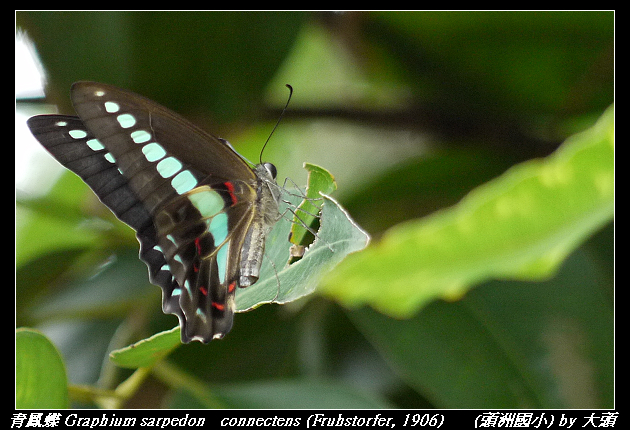 青鳳蝶 Graphium sarpedon   connectens (Fruhstorfer, 1906)