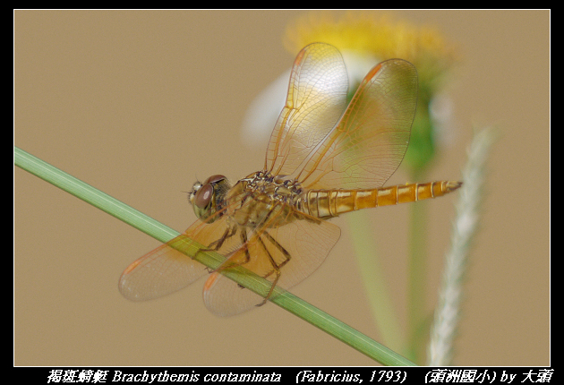 褐斑蜻蜓 Brachythemis contaminata (Fabricius, 1793)