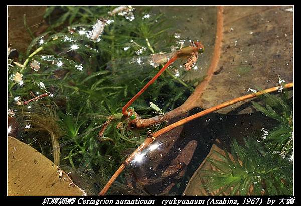 紅腹細蟌 Ceriagrion auranticum   ryukyuanum (Asahina, 1967)