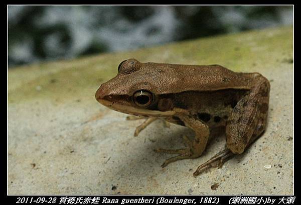 貢德氏赤蛙 Rana guentheri (Boulenger, 1882)