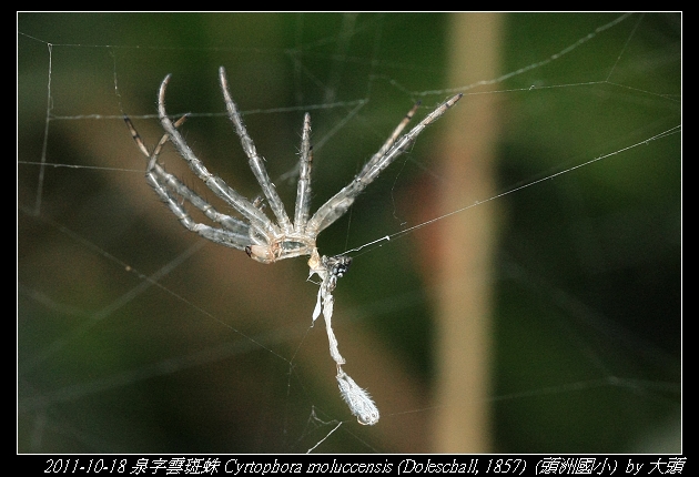 泉字雲斑蛛 Cyrtophora moluccensis (Doleschall, 1857)  