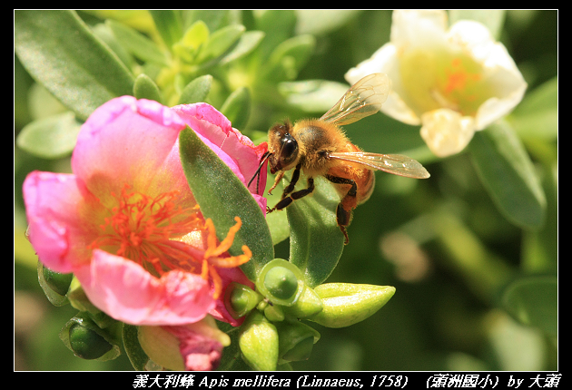 義大利蜂 Apis mellifera (Linnaeus, 1758) 