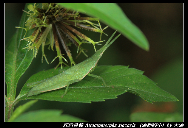 紅后負蝗 Atractomorpha sinensis