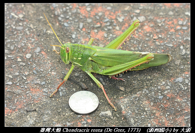 臺灣大蝗 Chondracris rosea (De Geer, 1773)