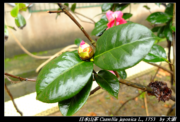 日本山茶 Camellia japonica L., 1753 