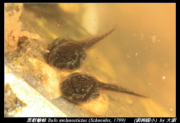 黑眶蟾蜍 Bufo melanostictus (Schneider, 1799)