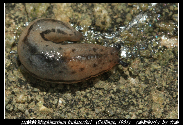 山蛞蝓 Meghimatium fruhstorferi   (Collinge, 1901)