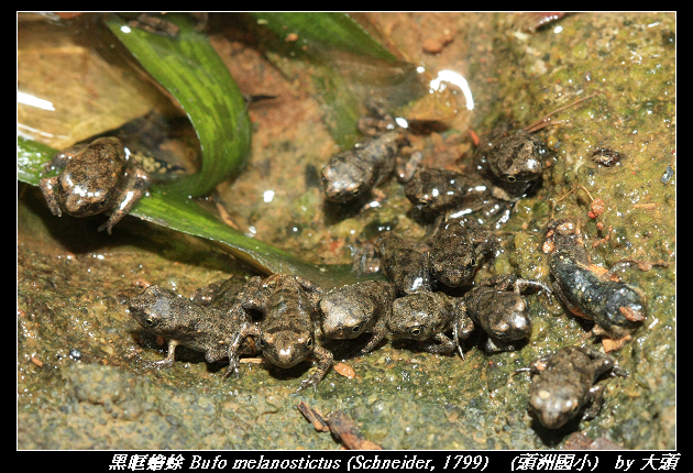 黑眶蟾蜍 Bufo melanostictus (Schneider, 1799)