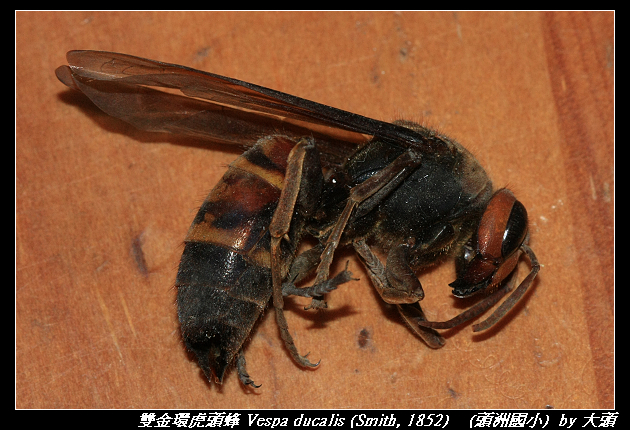 雙金環虎頭蜂 Vespa ducalis (Smith, 1852)