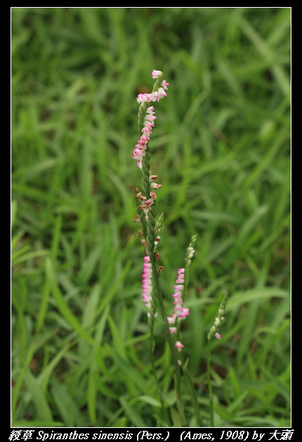 綬草 Spiranthes sinensis (Pers.) (Ames, 1908) 