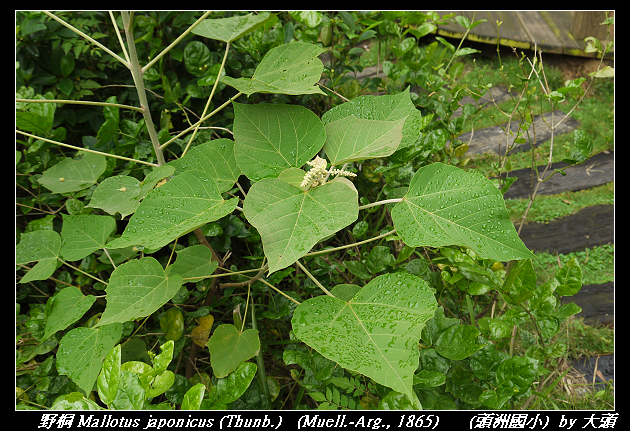 野桐 Mallotus japonicus (Thunb.) (Muell.-Arg., 1865)