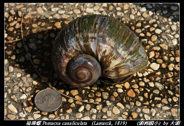 福壽螺 Pomacea canaliculata   (Lamarck, 1819)  